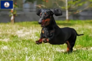 Read more about the article Dachshund breeders and puppies in Virginia