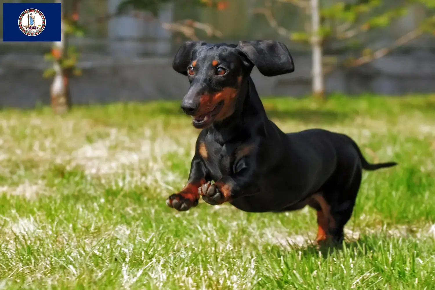 Dachshund puppies and breeder Virginia Find Dachshund breeders in Virginia.