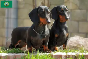 Read more about the article Dachshund breeders and puppies in Washington