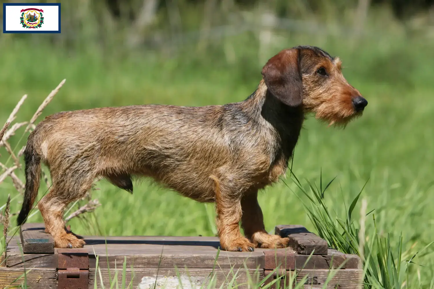 Dachshund puppies and breeders West Virginia Find Dachshund breeders in West Virginia.