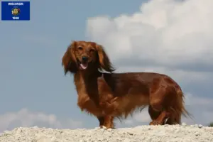 Read more about the article Dachshund breeders and puppies in Wisconsin