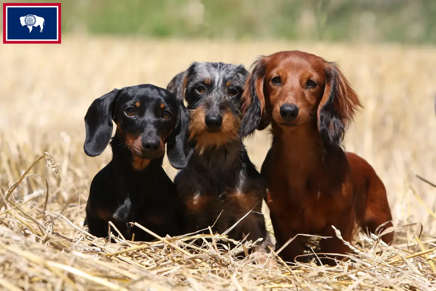 Dachshund puppies and breeders Wyoming Find Dachshund breeders in Wyoming.