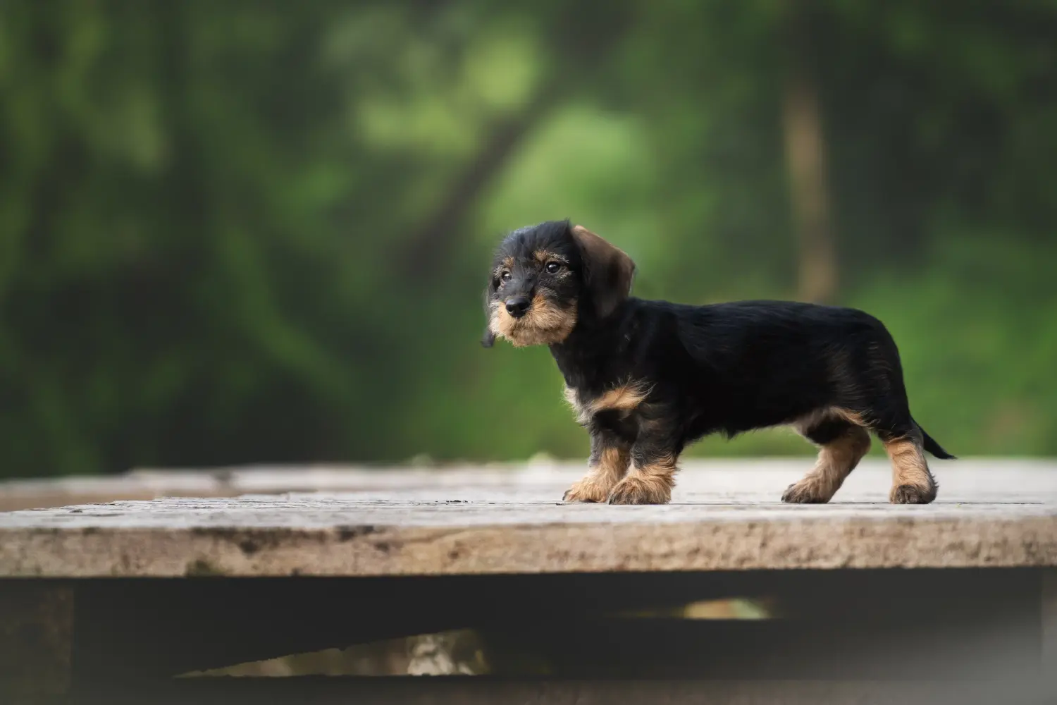 Buying a Dachshund puppy means taking responsibility! Buy dachshund puppies.