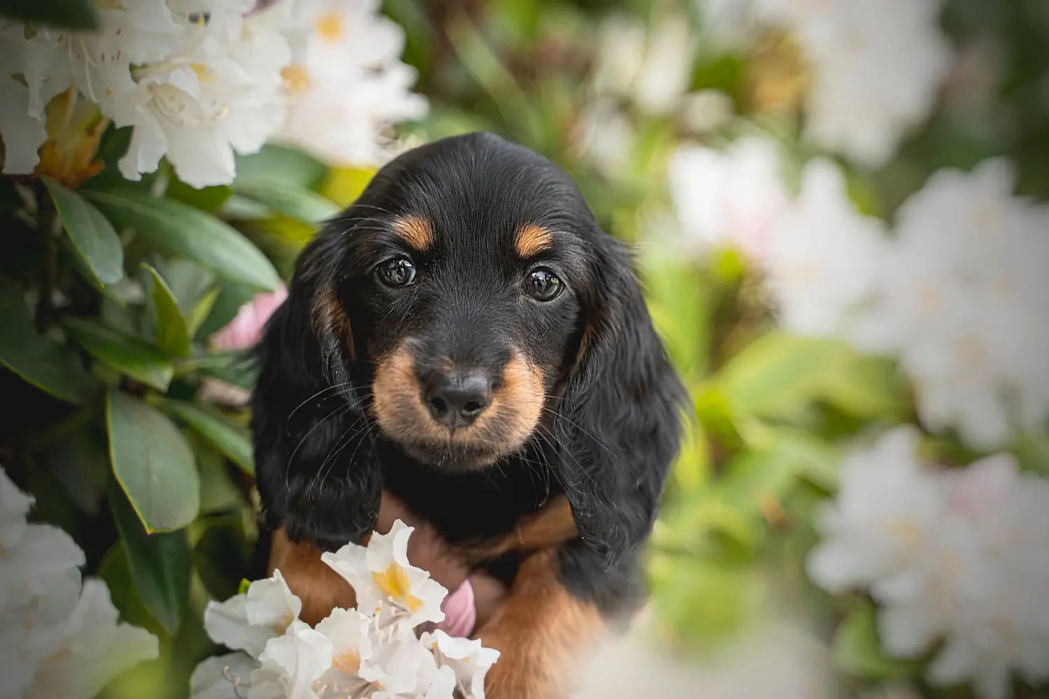 Buying a Dachshund puppy means taking responsibility! Buy dachshund puppies.