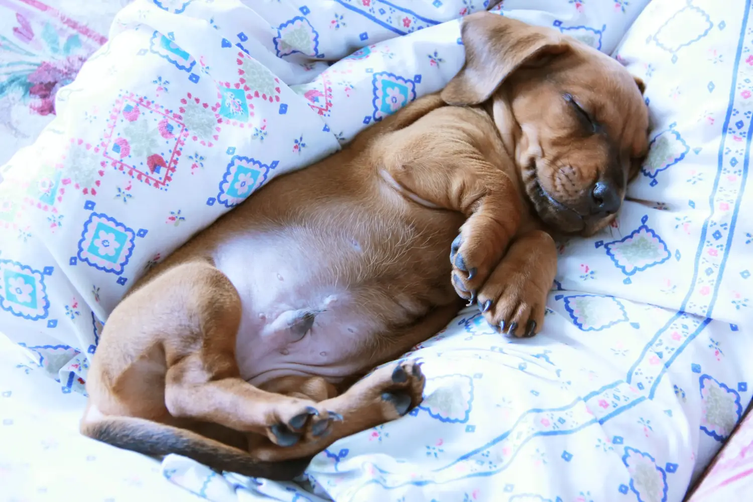 Buying a Dachshund puppy means taking responsibility! Buy dachshund puppies.