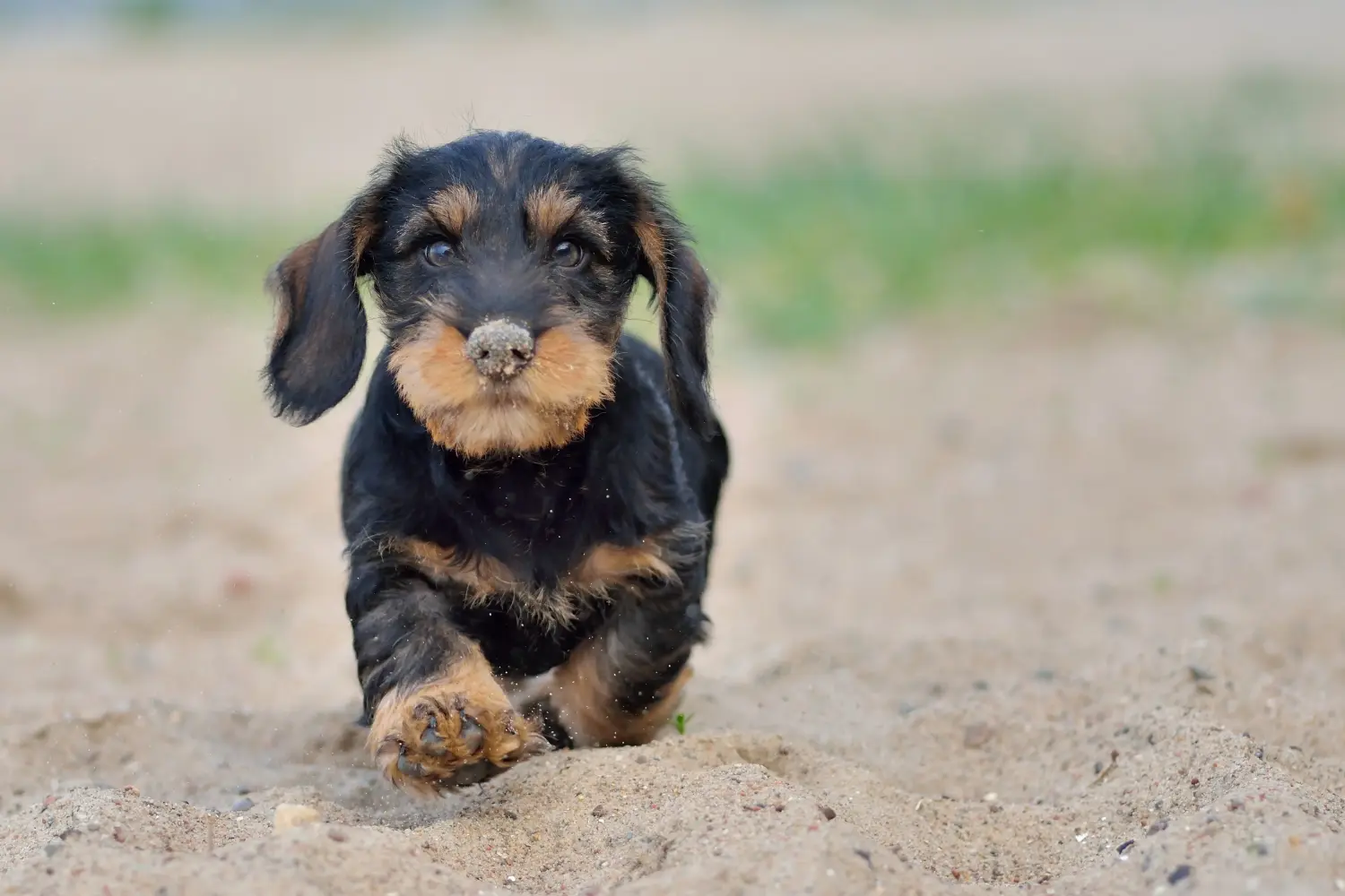 Buying a Dachshund puppy means taking responsibility! Buy dachshund puppies.