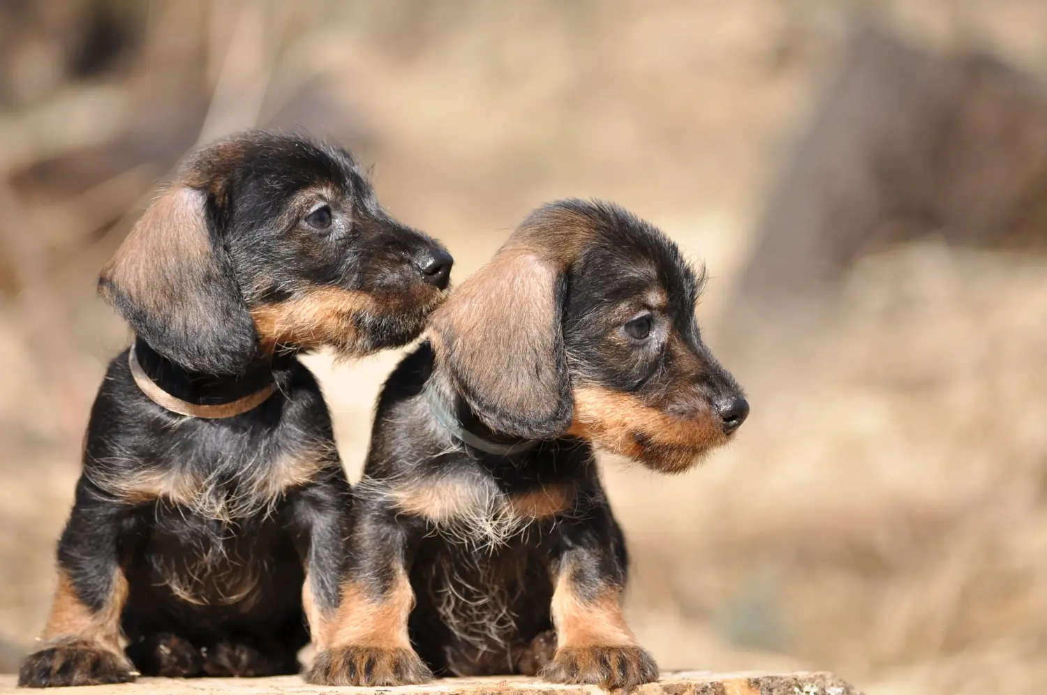Buying a Dachshund puppy means taking responsibility! Buy dachshund puppies.