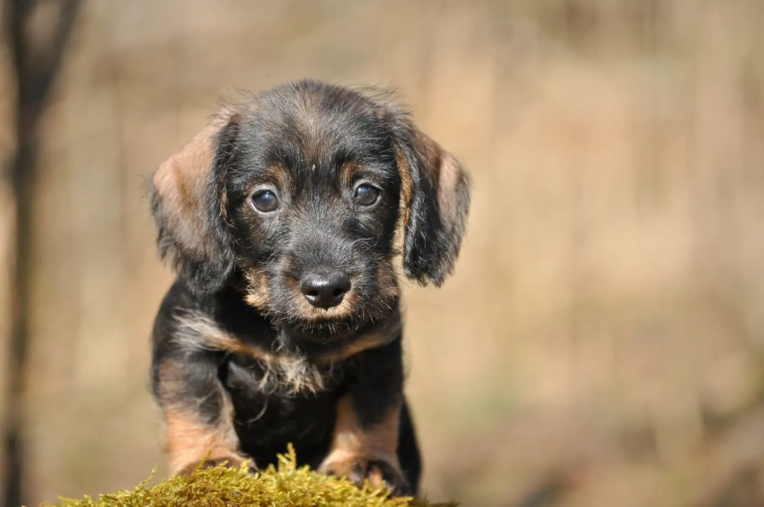 Buying a Dachshund puppy means taking responsibility! Buy dachshund puppies.