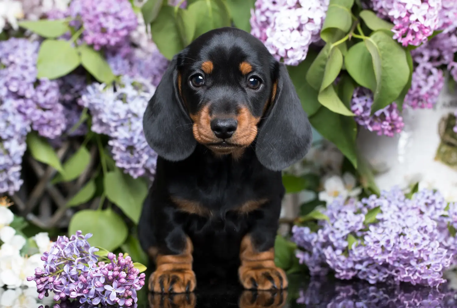 Buying a Dachshund puppy means taking responsibility! Buy dachshund puppies.