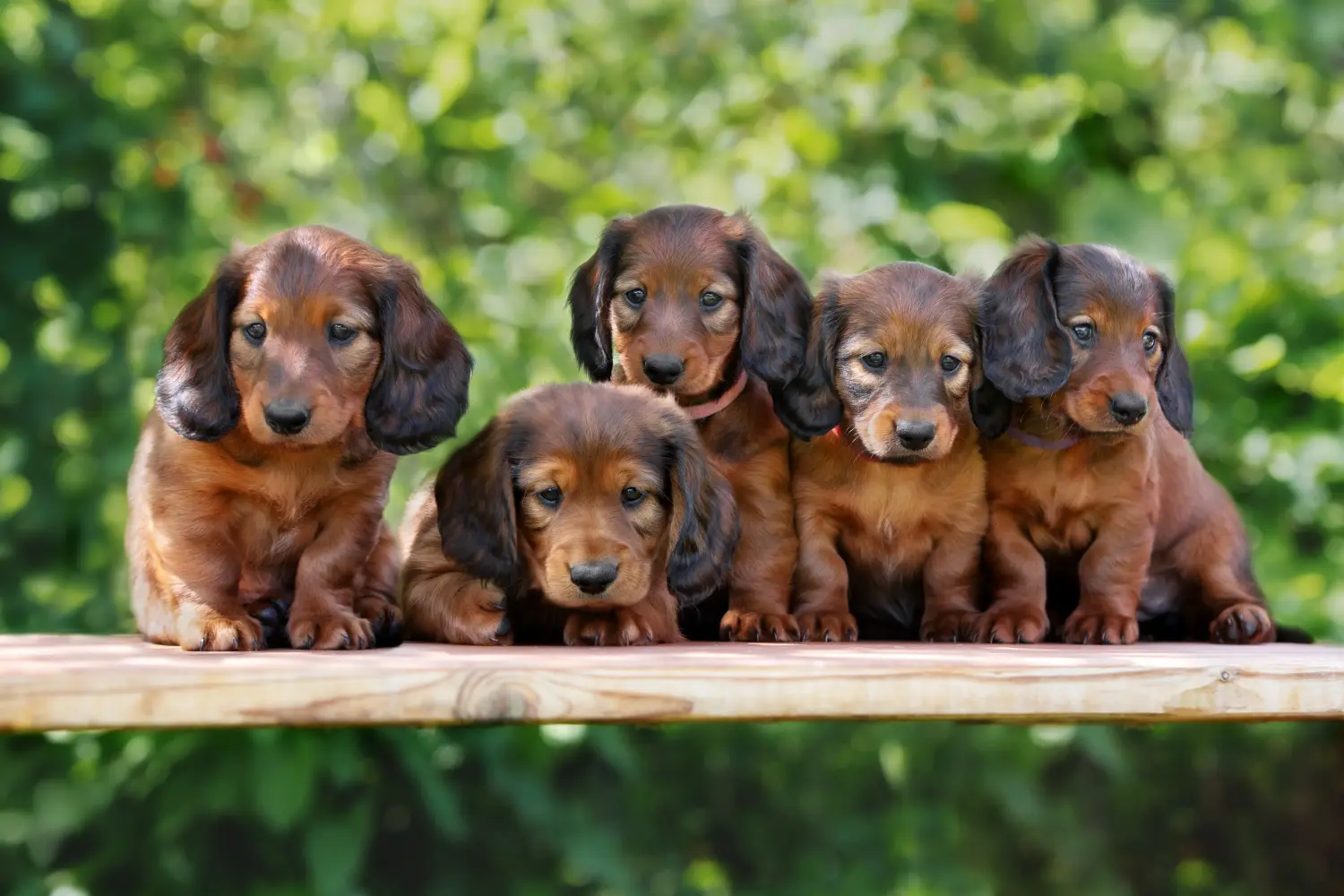 Buying a Dachshund puppy means taking responsibility! Buy dachshund puppies.