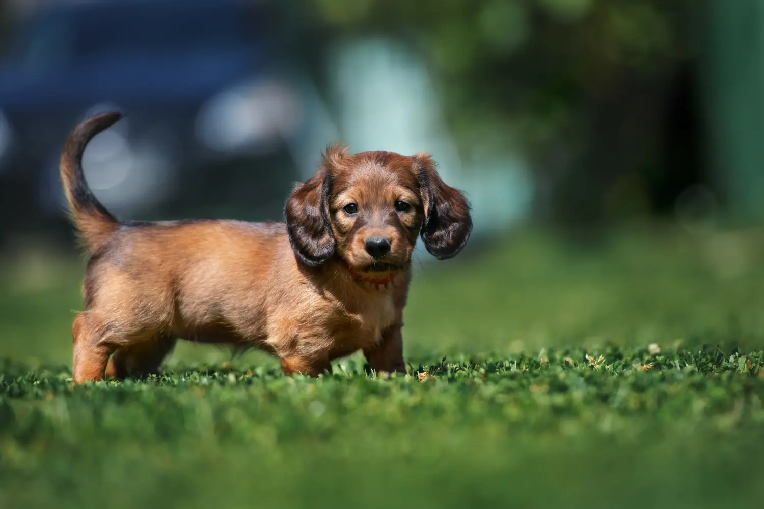 Buying a Dachshund puppy means taking responsibility! Buy dachshund puppies.