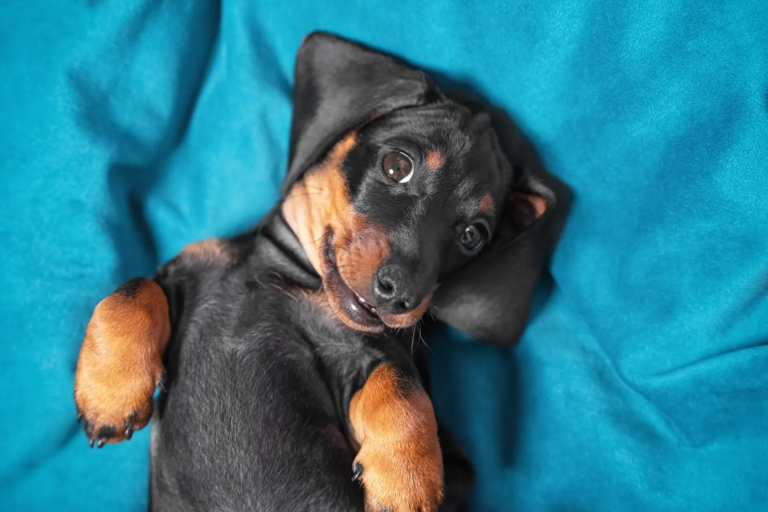 Buying a Dachshund puppy means taking responsibility! Buy dachshund puppies.