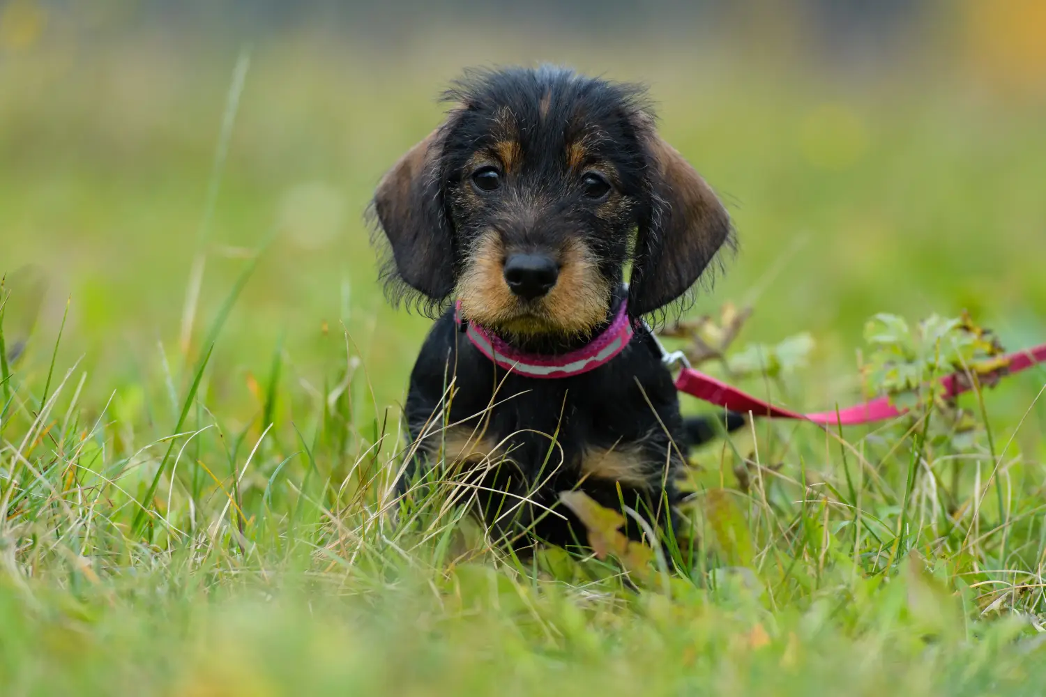 Buying a Dachshund puppy means taking responsibility! Buy dachshund puppies.