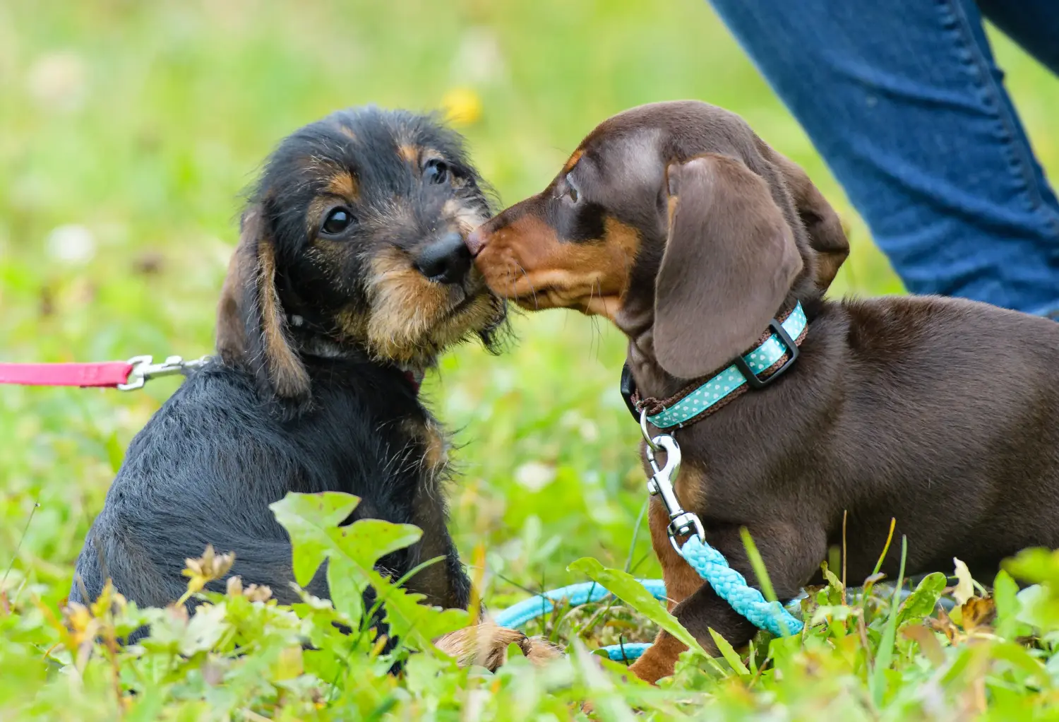 Buying a Dachshund puppy means taking responsibility! Buy dachshund puppies.