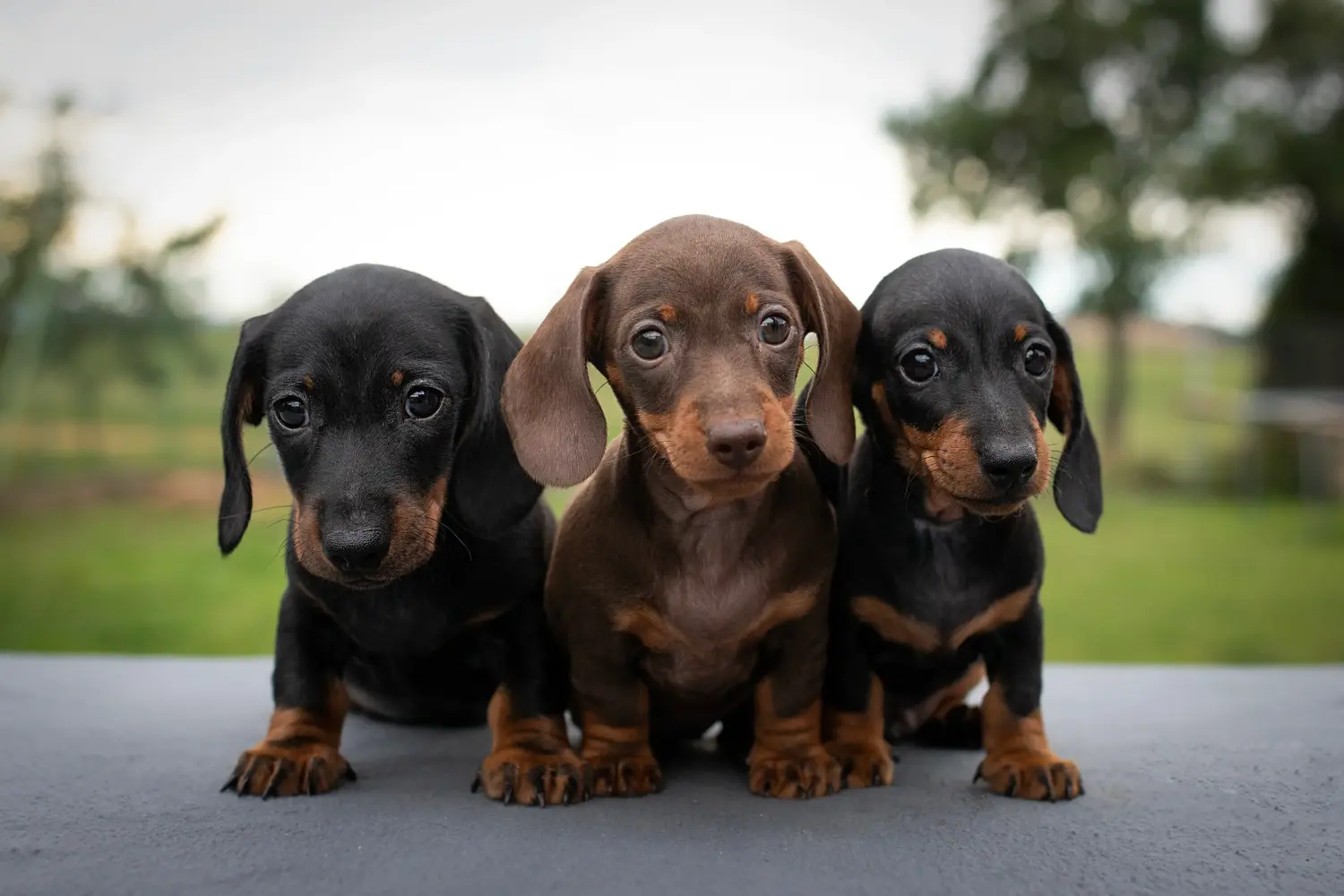 Buying a Dachshund puppy means taking responsibility! Buy dachshund puppies.