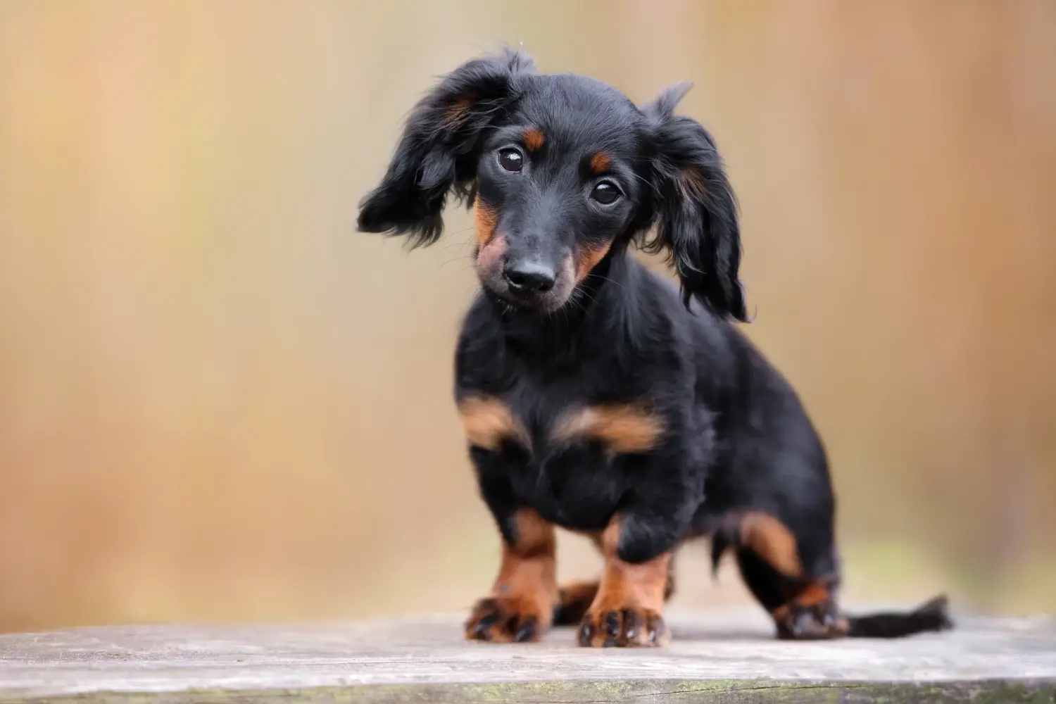Buying a Dachshund puppy means taking responsibility! Buy dachshund puppies.
