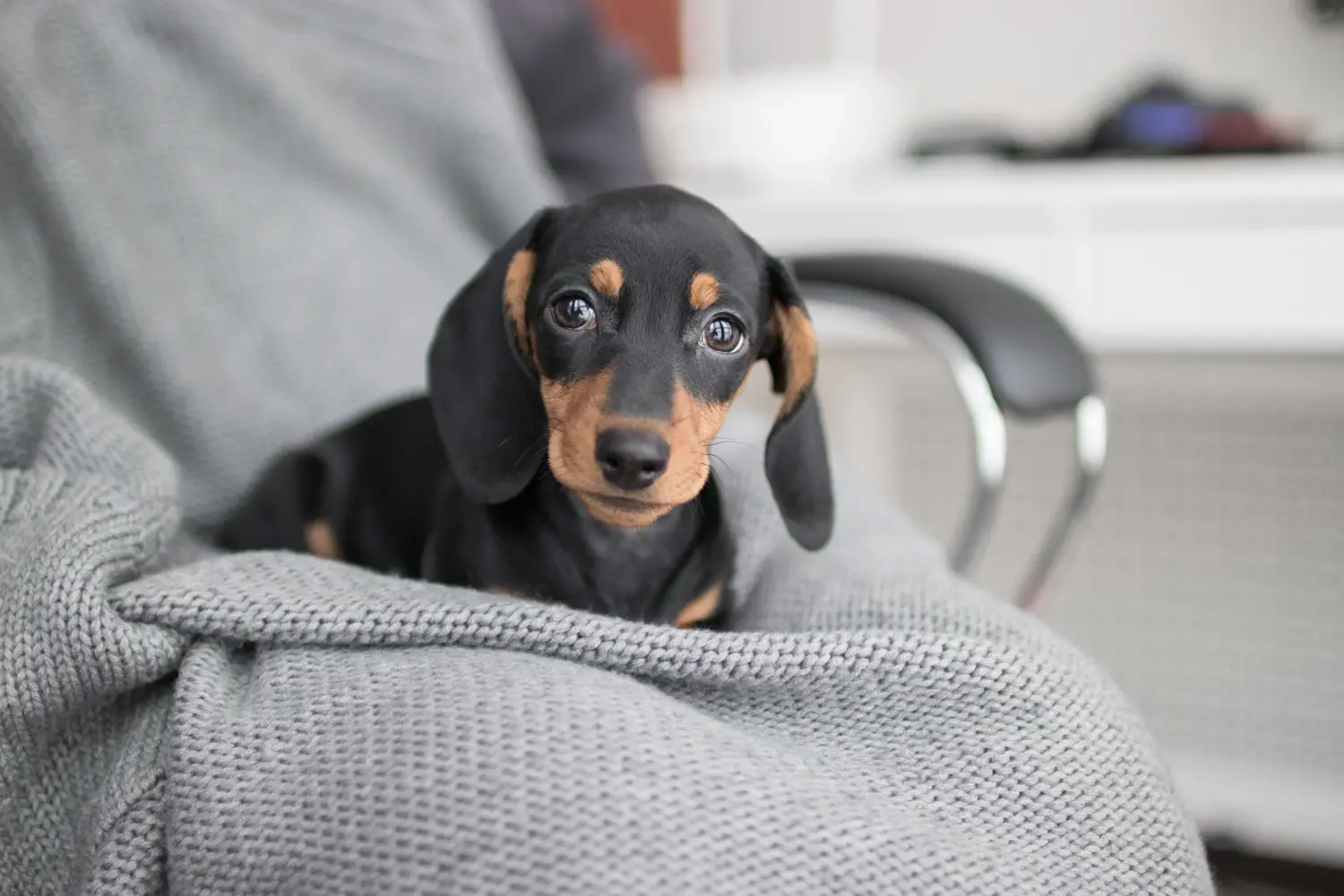 Buying a Dachshund puppy means taking responsibility! Buy dachshund puppies.