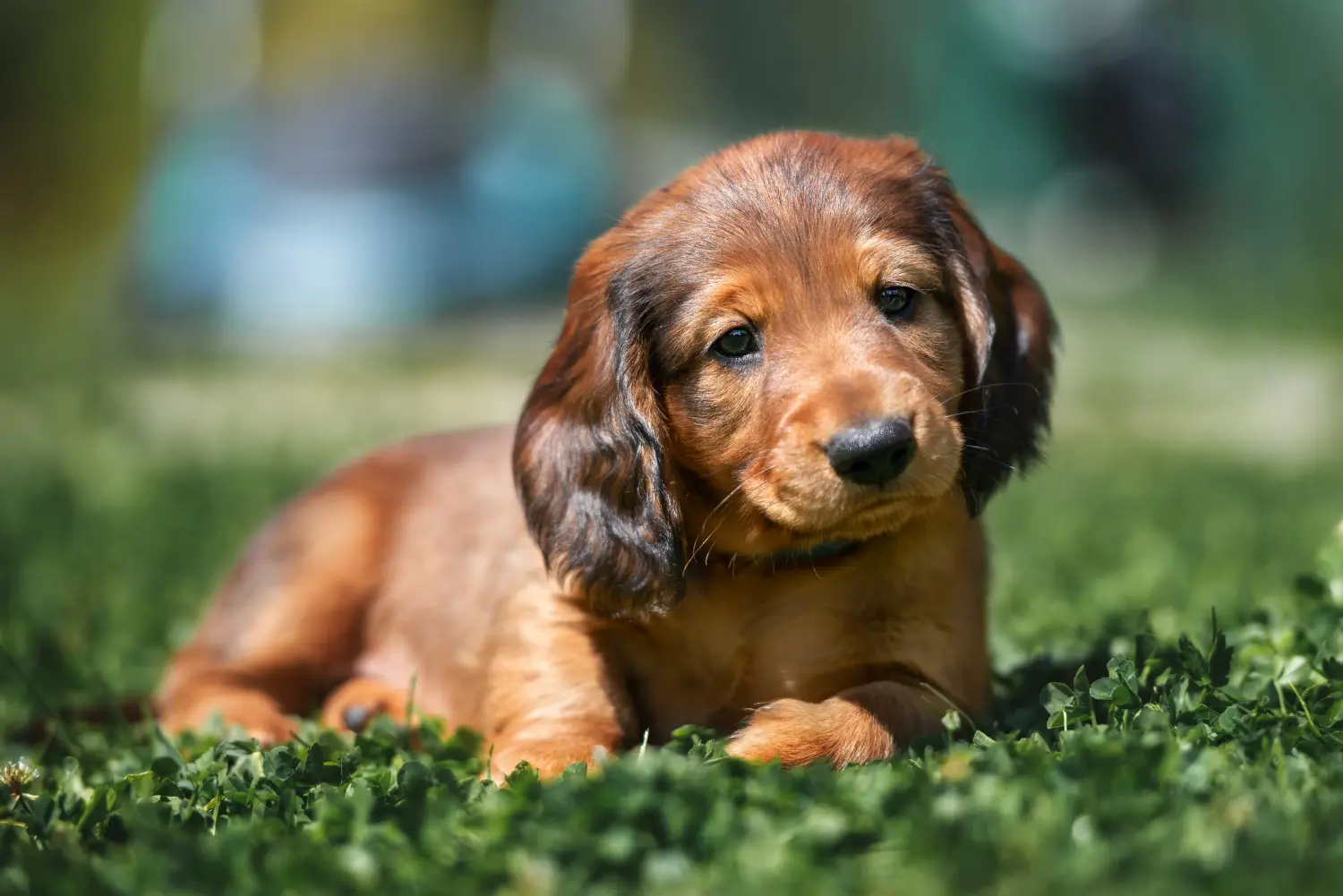 Buying a Dachshund puppy means taking responsibility! Buy dachshund puppies.
