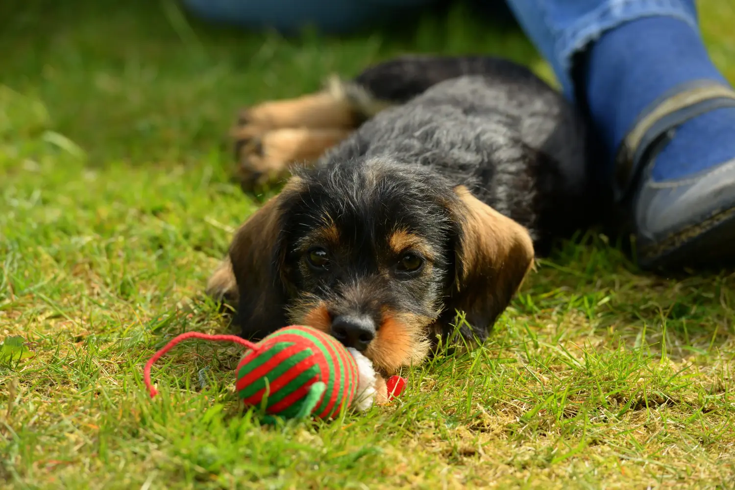Buying a Dachshund puppy means taking responsibility! Buy dachshund puppies.