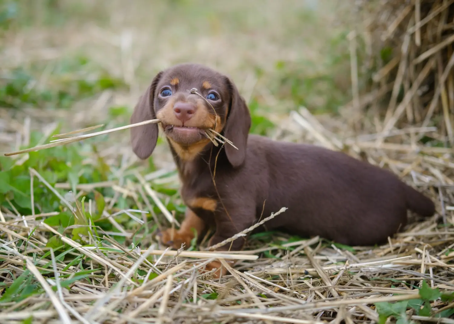 Buying a Dachshund puppy means taking responsibility! Buy dachshund puppies.