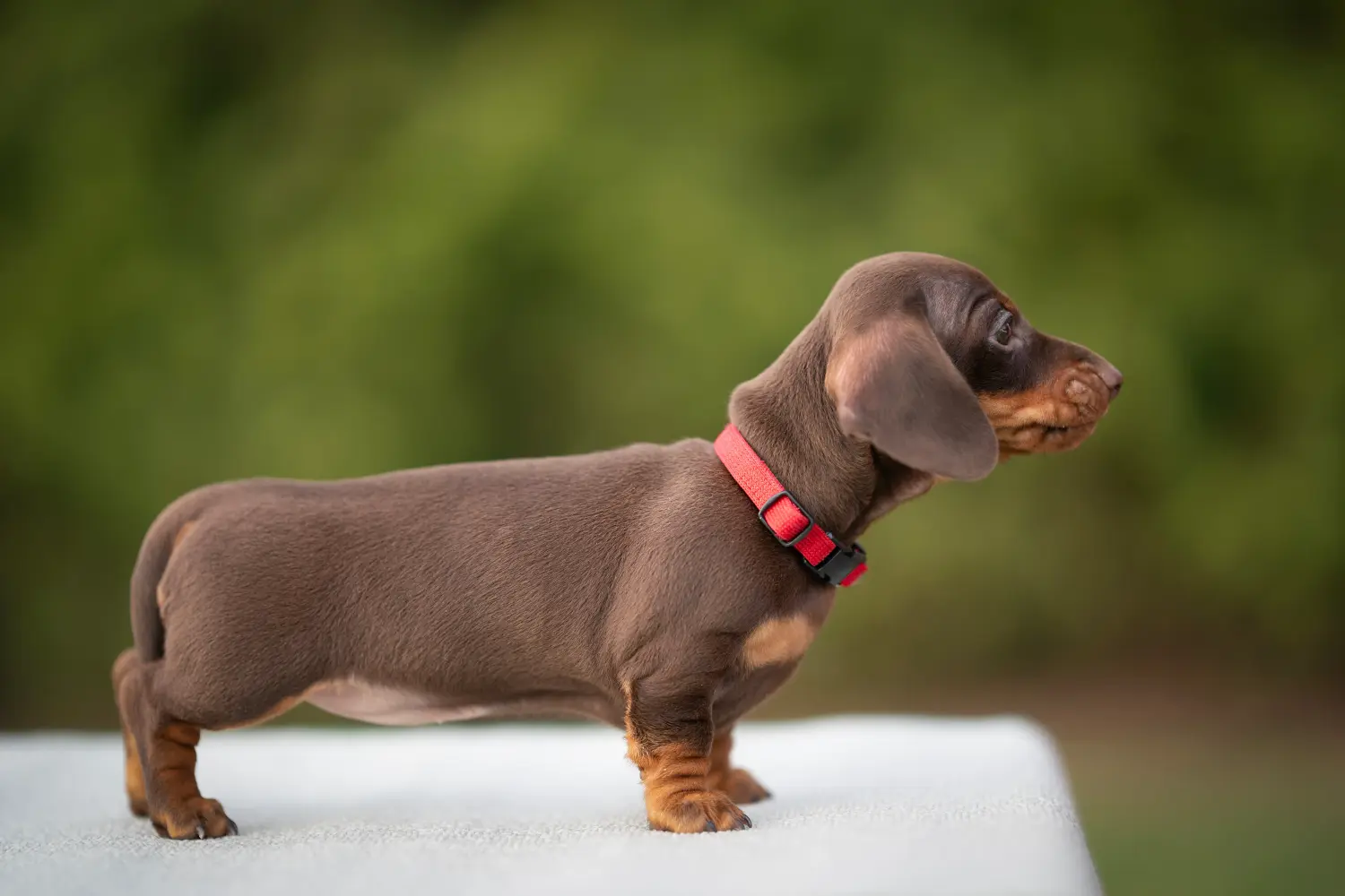 Buying a Dachshund puppy means taking responsibility! Buy dachshund puppies.