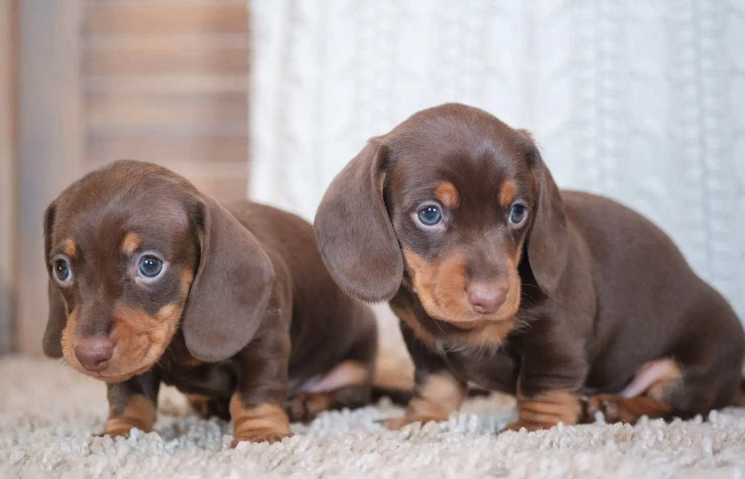 Buying a Dachshund puppy means taking responsibility! Buy dachshund puppies.