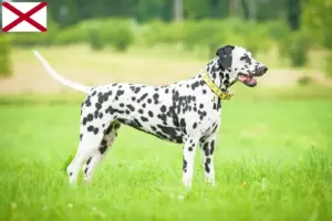 Read more about the article Dalmatian breeders and puppies in Alabama