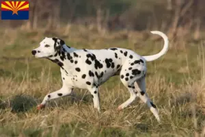 Read more about the article Dalmatian breeders and puppies in Arizona