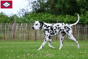 Read more about the article Dalmatian breeders and puppies in Arkansas