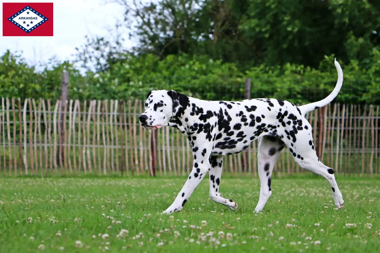 Dalmatian puppies and breeders Arkansas Find Dalmatian breeders in Arkansas here.