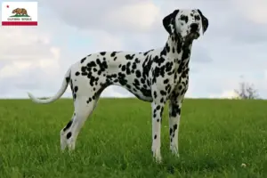 Read more about the article Dalmatian breeders and puppies in California