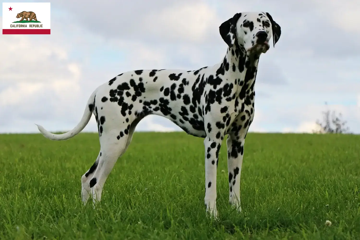 Read more about the article Dalmatian breeders and puppies in California