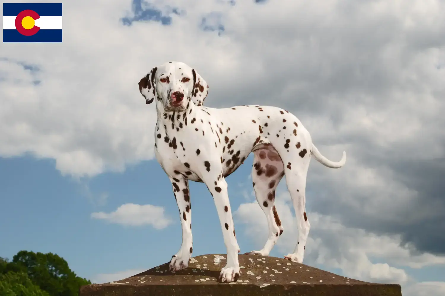 Read more about the article Dalmatian breeders and puppies in Colorado