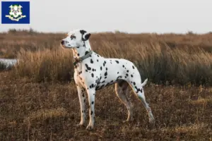 Read more about the article Dalmatian breeders and puppies in Connecticut
