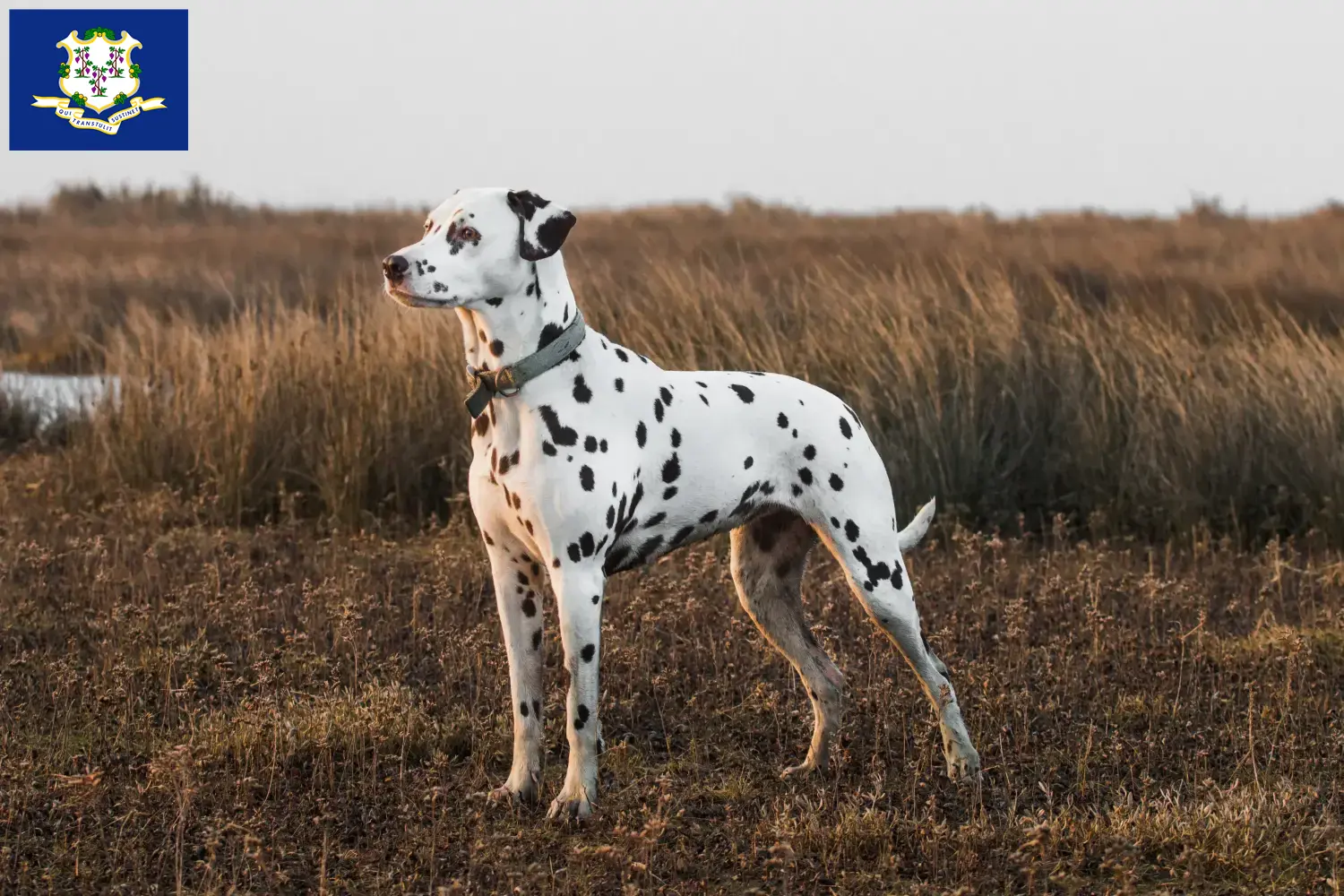 Read more about the article Dalmatian breeders and puppies in Connecticut