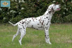 Read more about the article Dalmatian breeders and puppies in Delaware