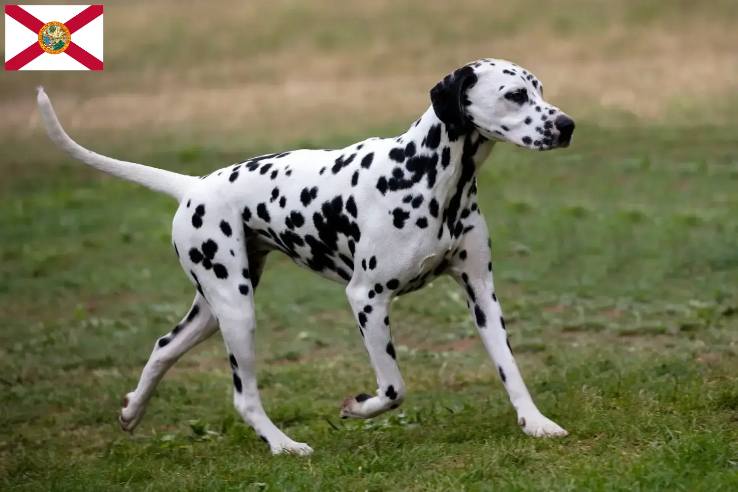 Read more about the article Dalmatian breeders and puppies in Florida