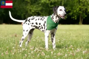Read more about the article Dalmatian breeders and puppies in Georgia