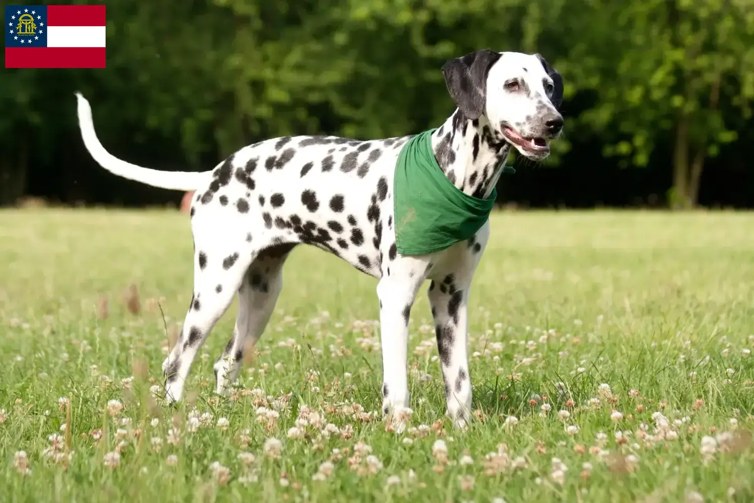 Read more about the article Dalmatian breeders and puppies in Georgia