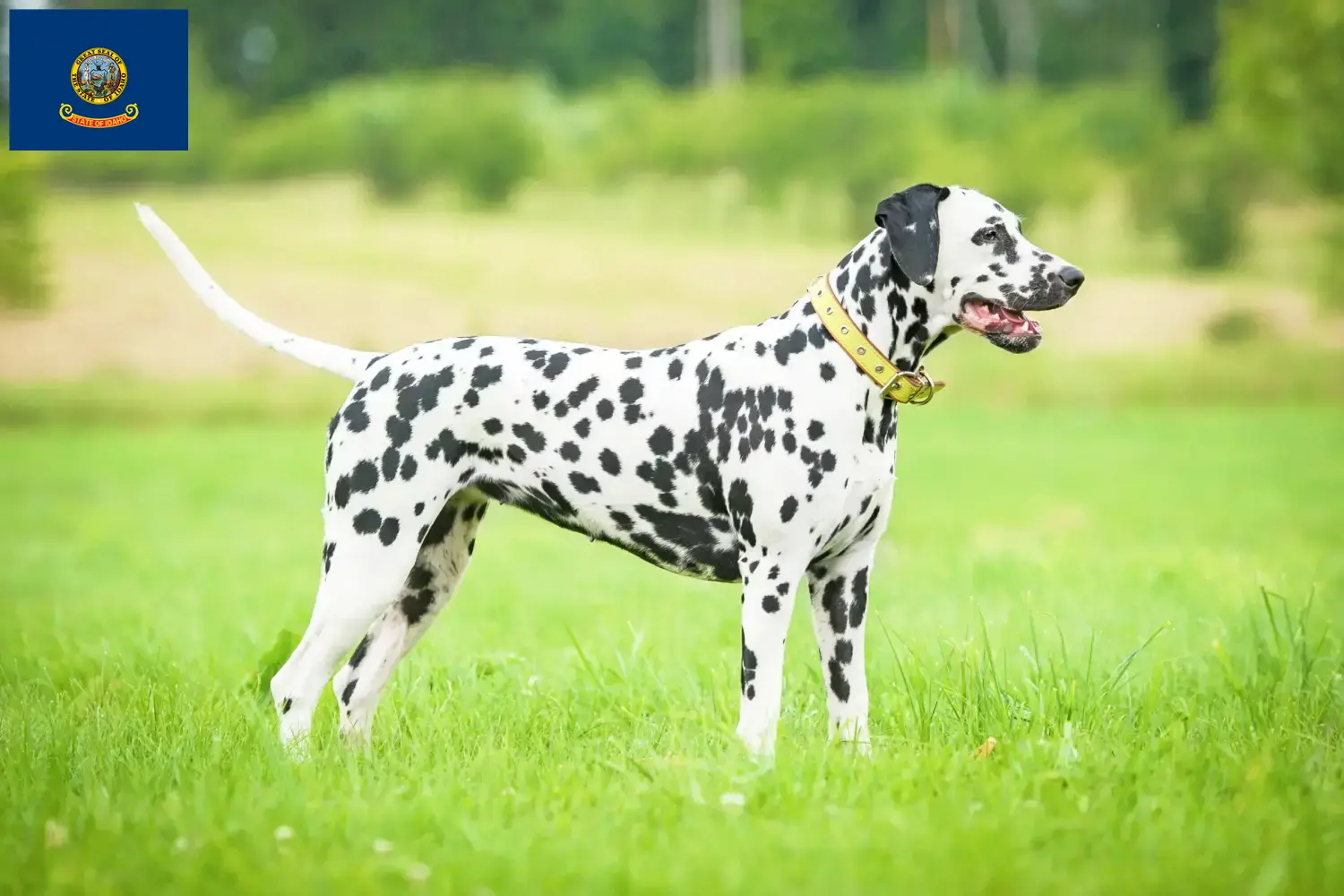 Read more about the article Dalmatian breeders and puppies in Idaho