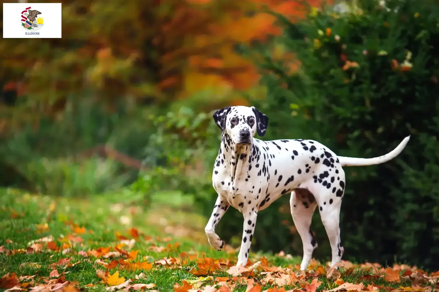Read more about the article Dalmatian breeders and puppies in Illinois