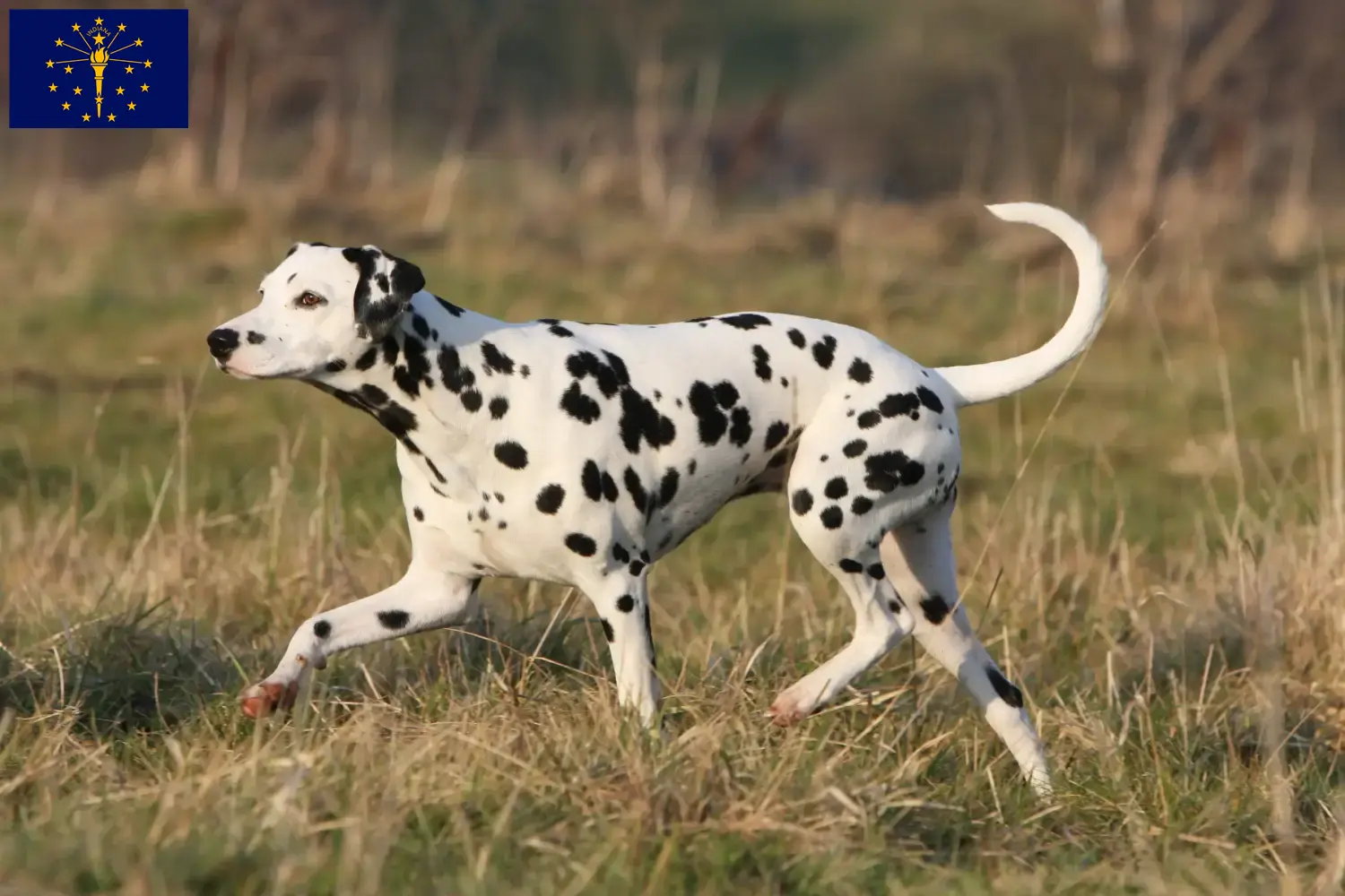 Read more about the article Dalmatian breeders and puppies in Indiana