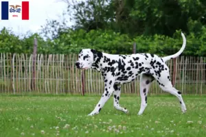 Read more about the article Dalmatian breeders and puppies in Iowa