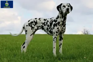 Read more about the article Dalmatian breeders and puppies in Kansas