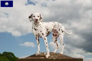 Read more about the article Dalmatian breeders and puppies in Kentucky