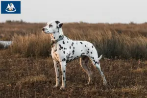 Read more about the article Dalmatian breeders and puppies in Louisiana