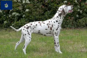 Read more about the article Dalmatian breeders and puppies in Maine