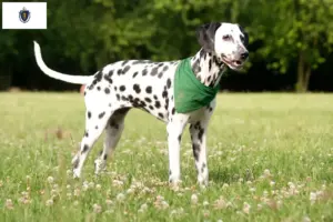 Read more about the article Dalmatian breeders and puppies in Massachusetts