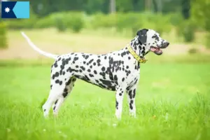 Read more about the article Dalmatian breeders and puppies in Minnesota