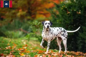 Read more about the article Dalmatian breeders and puppies in Mississippi